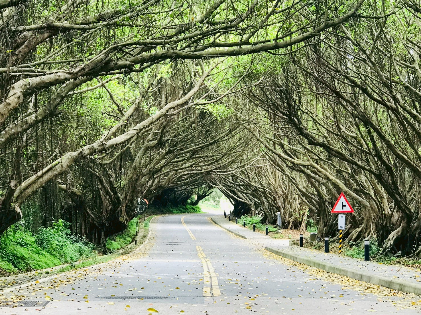 西莒綠色隧道有榕路